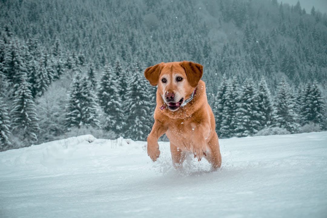 Da li voditi psa na zimovanje?